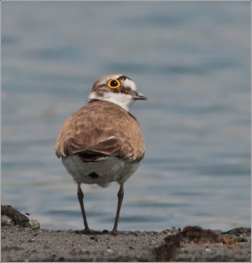 <p>KULÍK ŘÍČNÍ (Charadrius dubius) Varnsdorf /Little ringed plover - Flussregenpfeifer/</p>
